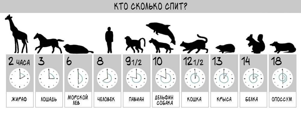 ᐉ сон у собаки: сколько спят собаки в сутки, сколько должен спать щенок в 2 месяца, длительность и фазы собачьего сна - kcc-zoo.ru