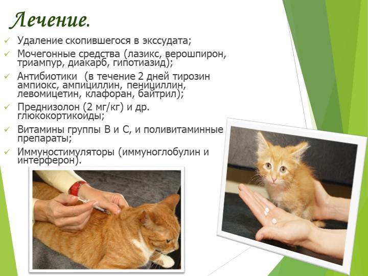 Вирусный перитонит у кошек: симптомы и лечение