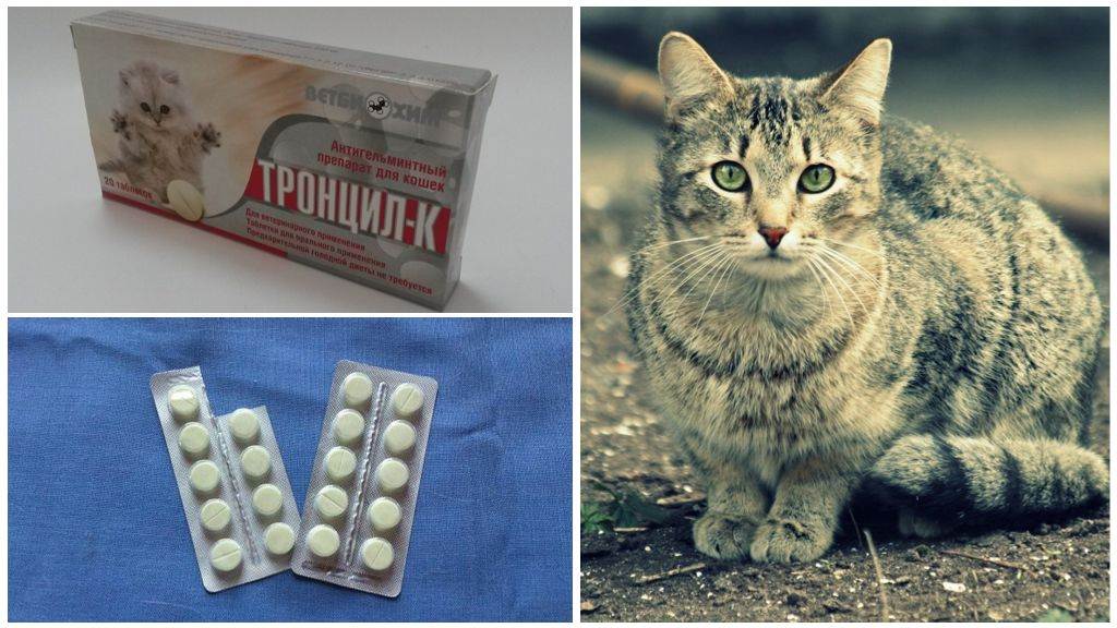 Антигельминтный препарат «тронцил-к» для кошек: способ применения и дозировка
