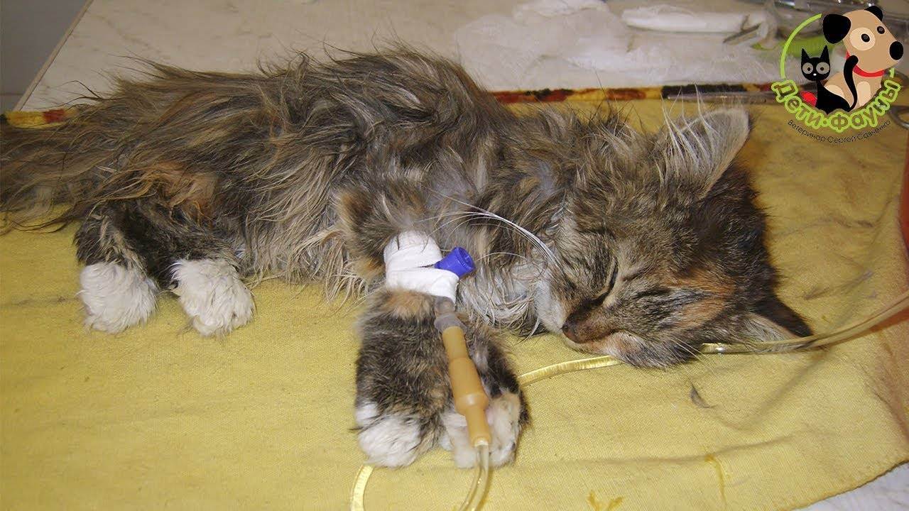 Чумка у кошек: причины, симптомы и лечение заболевания в домашних условиях (советы ветеринаров)