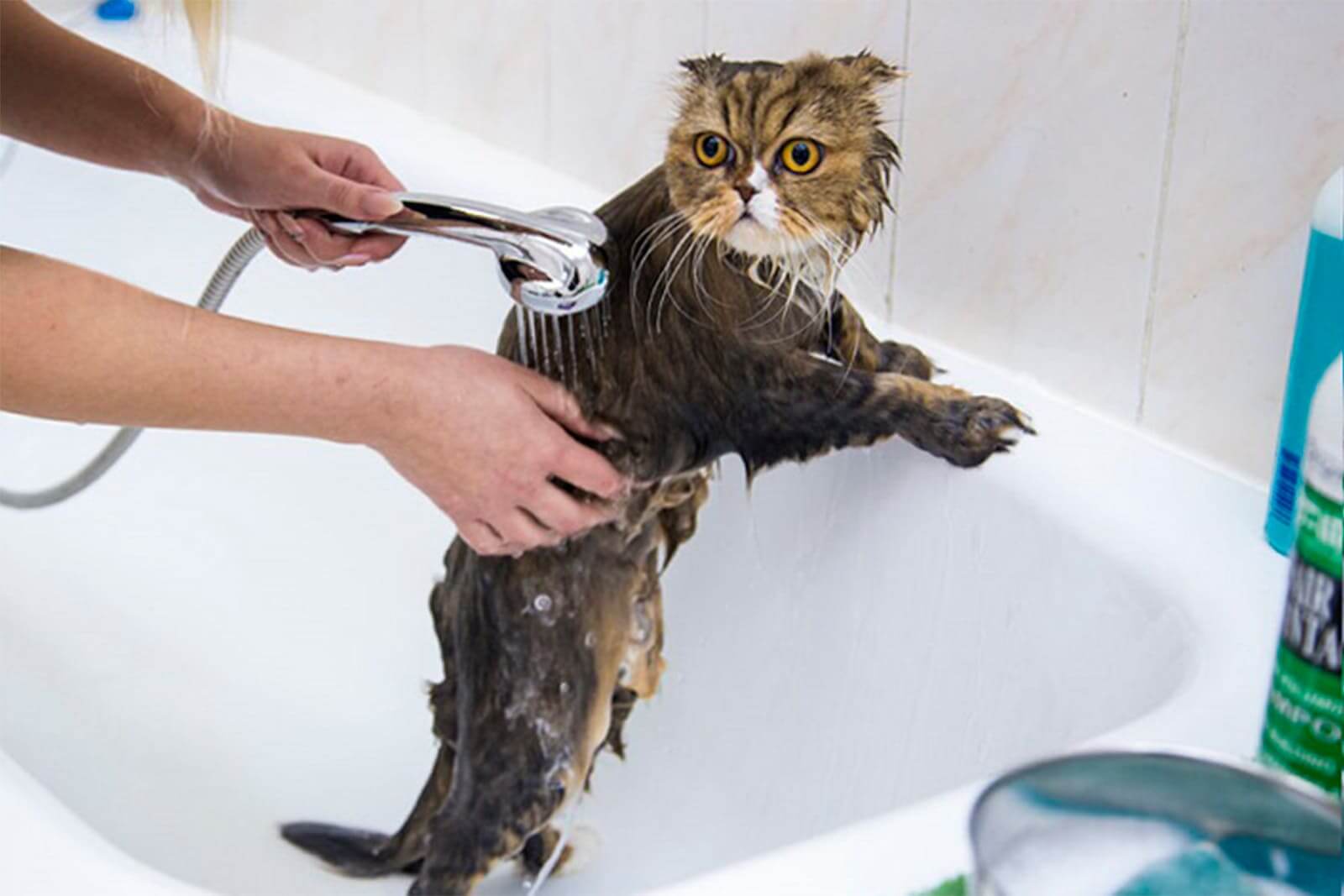 Как правильно мыть кошку
