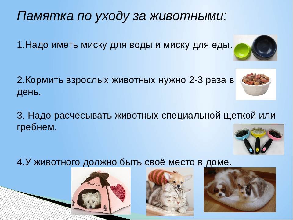 Как ухаживать за собакой? собаки: содержание и уход :: syl.ru