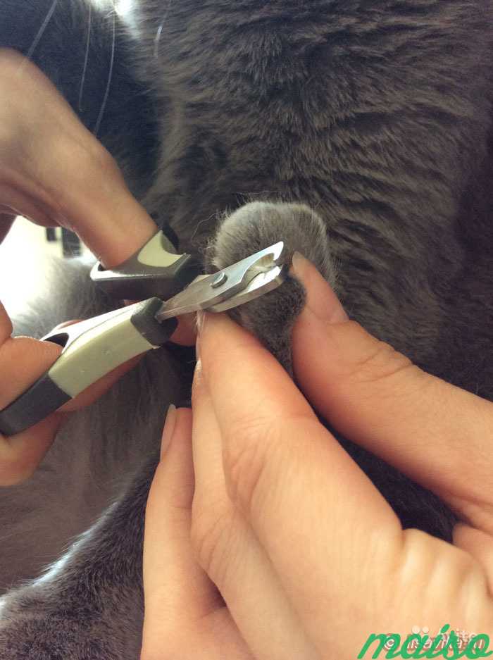 Как подстричь когти кошке быстро и безопасно – делюсь личным опытом