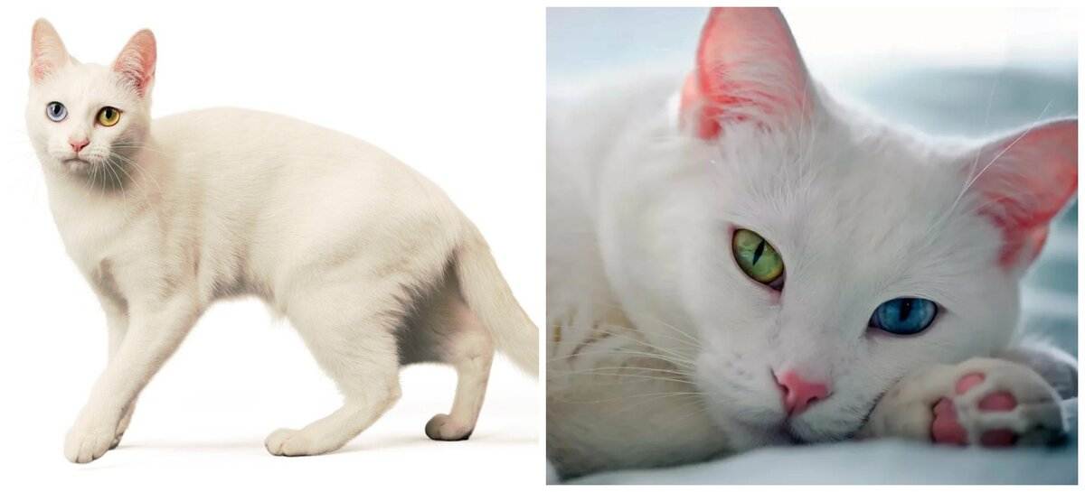 Самые красивые белые кошки: как выбрать из благородных пород? советы +видео