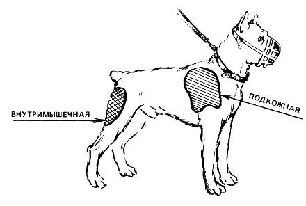 Как сделать укол собаке внутримышечно | в бедро, как и куда поставить, схема