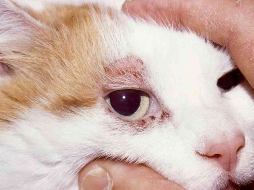 Подкожные клещи у кошек, заражение, диагностика и лечение