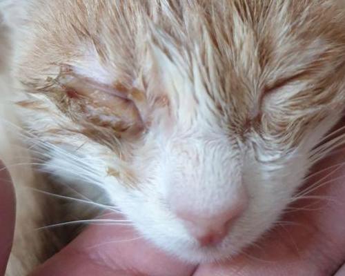 Хронический конъюнктивит у кошек: причины, особенности протекания, лечение | ваши питомцы