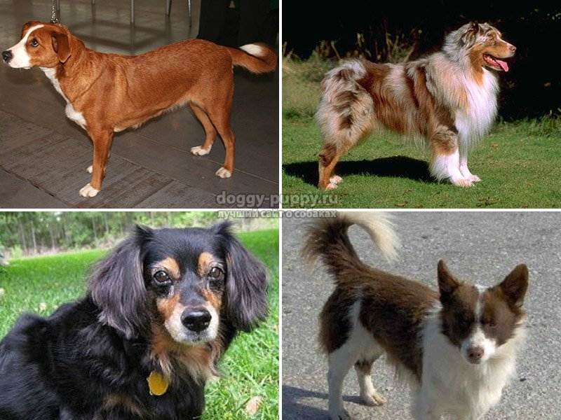 Папильон: порода собак, описание, уход, содержание, фото, преимущества и недостатки | zoosecrets