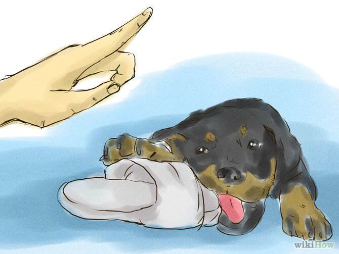 Как научить собаку командам "фу", "нельзя"?