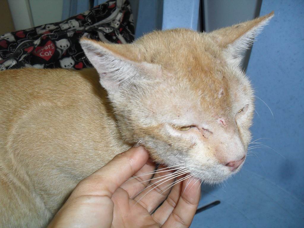 Лейкемия (лейкоз) у кошек: симптомы и лечение