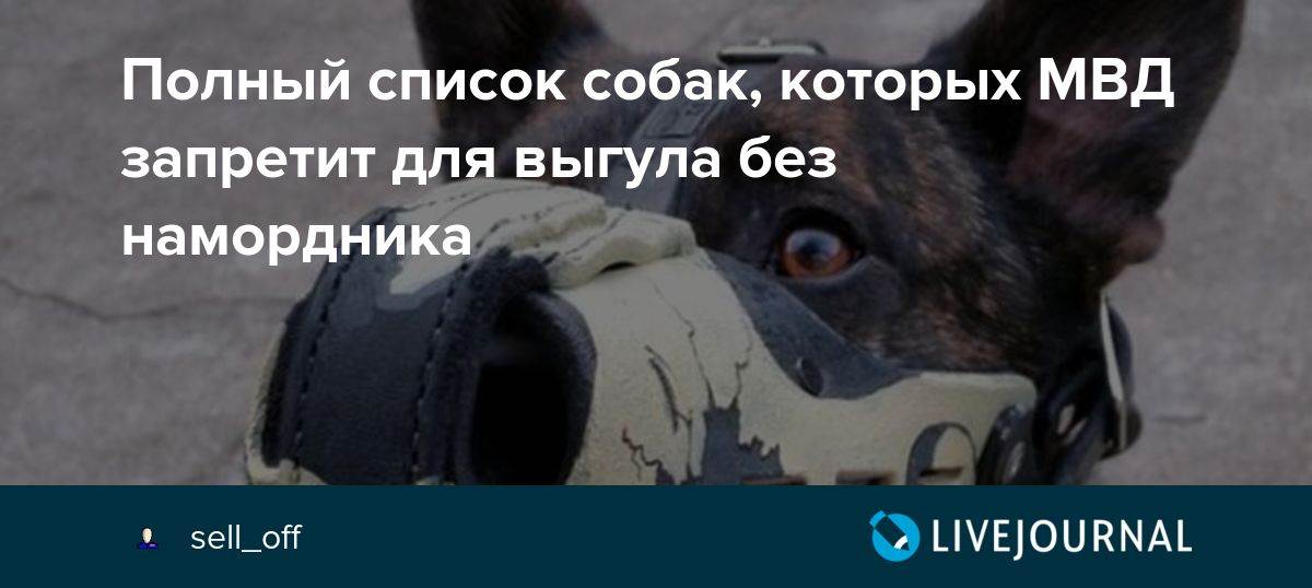 Правила выгула собак: закон в 2022 году в россии, штраф, запрещенные места, можно ли гулять без намордника и поводка в городе, в неположенном месте