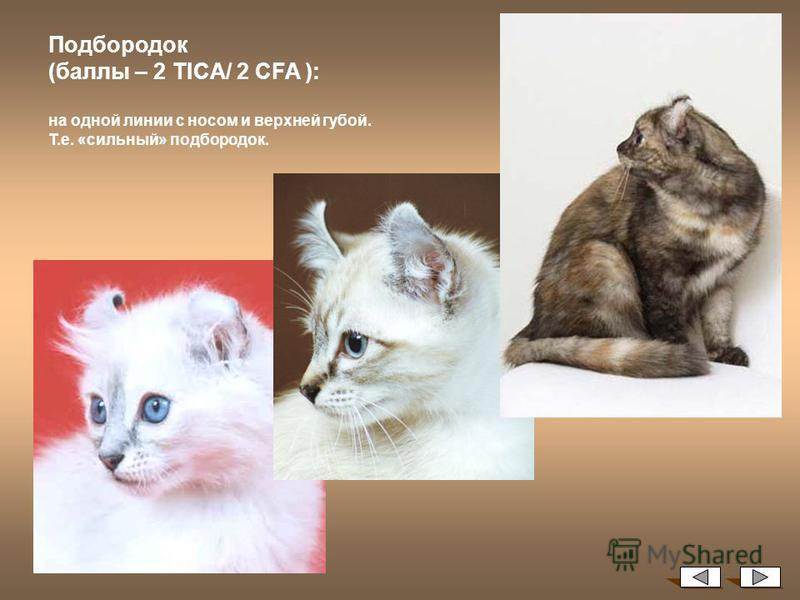 Сомалийская кошка — главные достоинства этого вида кошек, темперамент и особенности характера в обзоре!