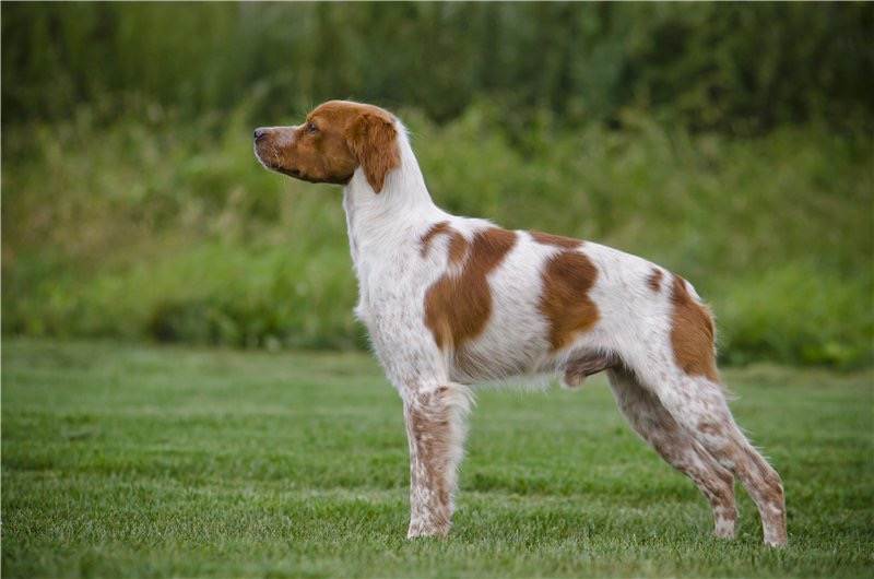 Надежный охотник и преданный друг: порода собак бретонский эпаньоль