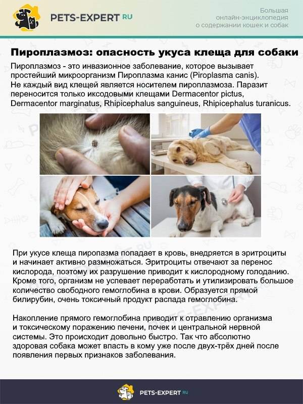 Пироплазмоз и его первые симптомы у собак: лечение бабезиозаветлечебница рос-вет