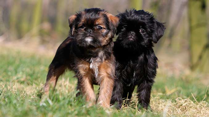 Бельгийский гриффон — фото собак, описание породы, характер, особенности