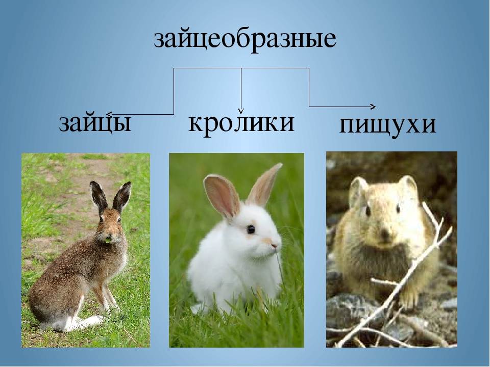 Кролик – описание, породы, виды, фото, декоративные кролики