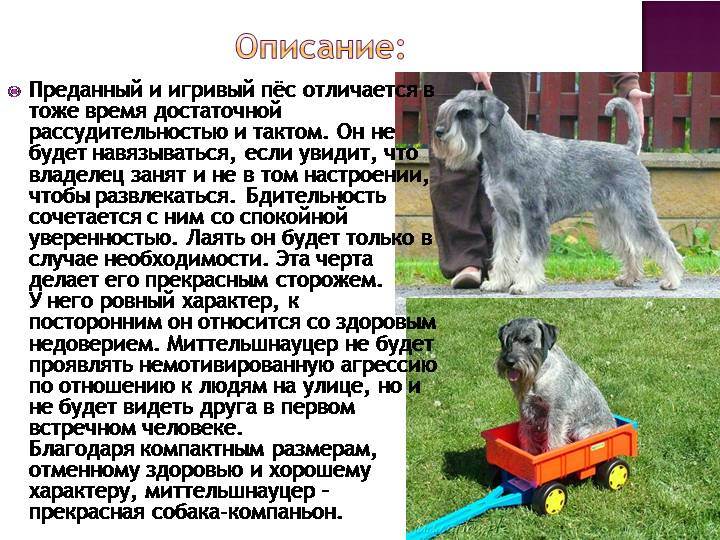 Собака миттельшнауцер - описание породы и характер