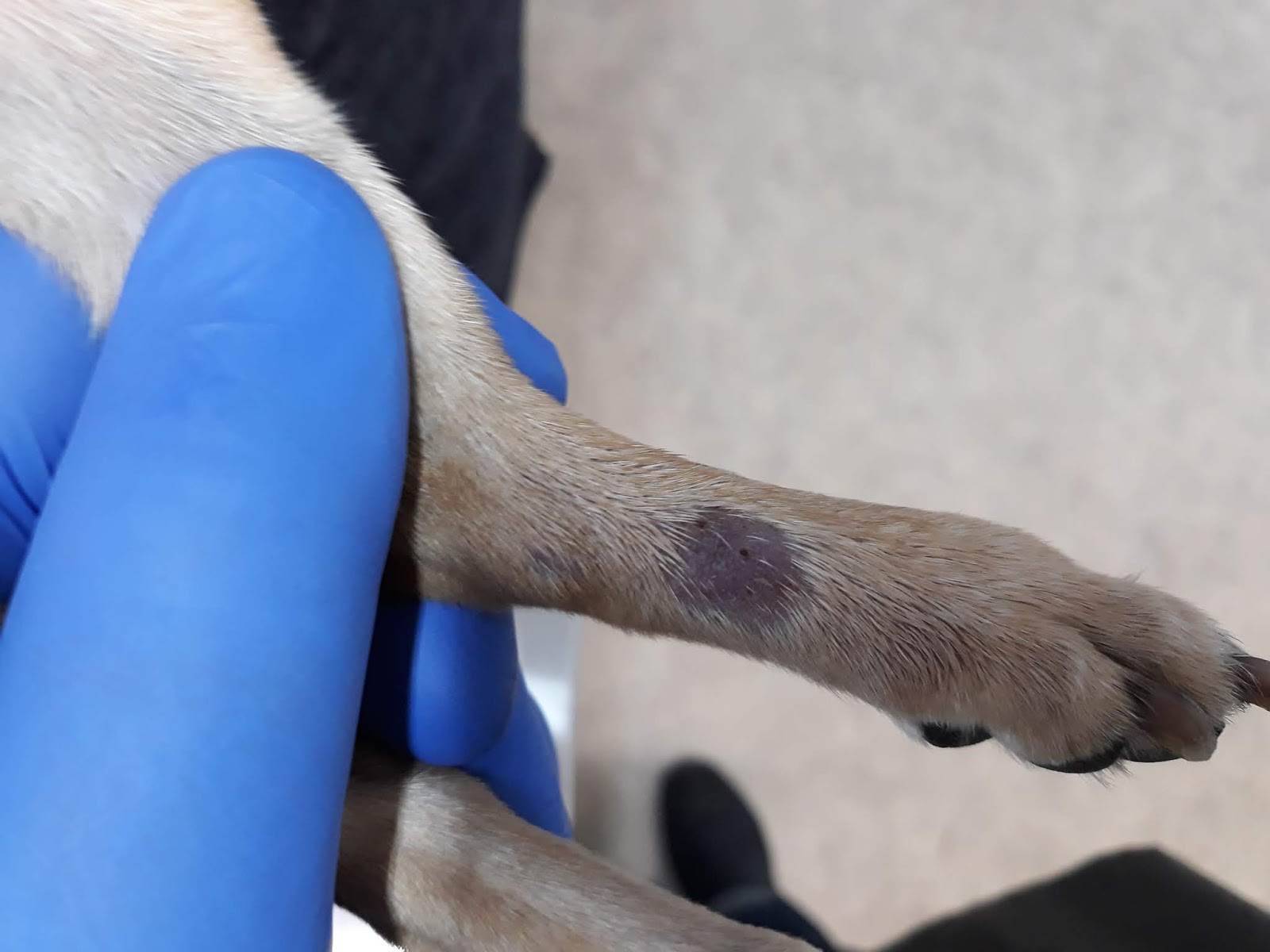 Грибок (грибковый дерматит) у собак на коже или когтях: лечение | блог ветклиники "беланта"