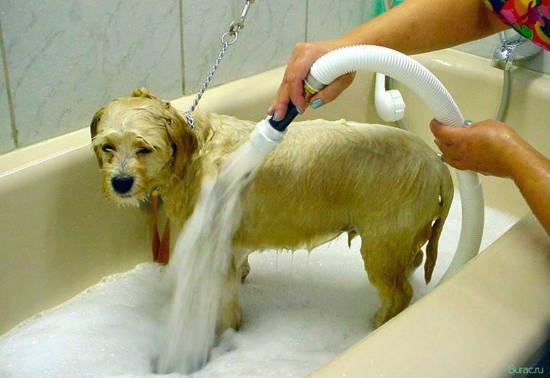 Как соблюдать оптимальный график мытья собаки?