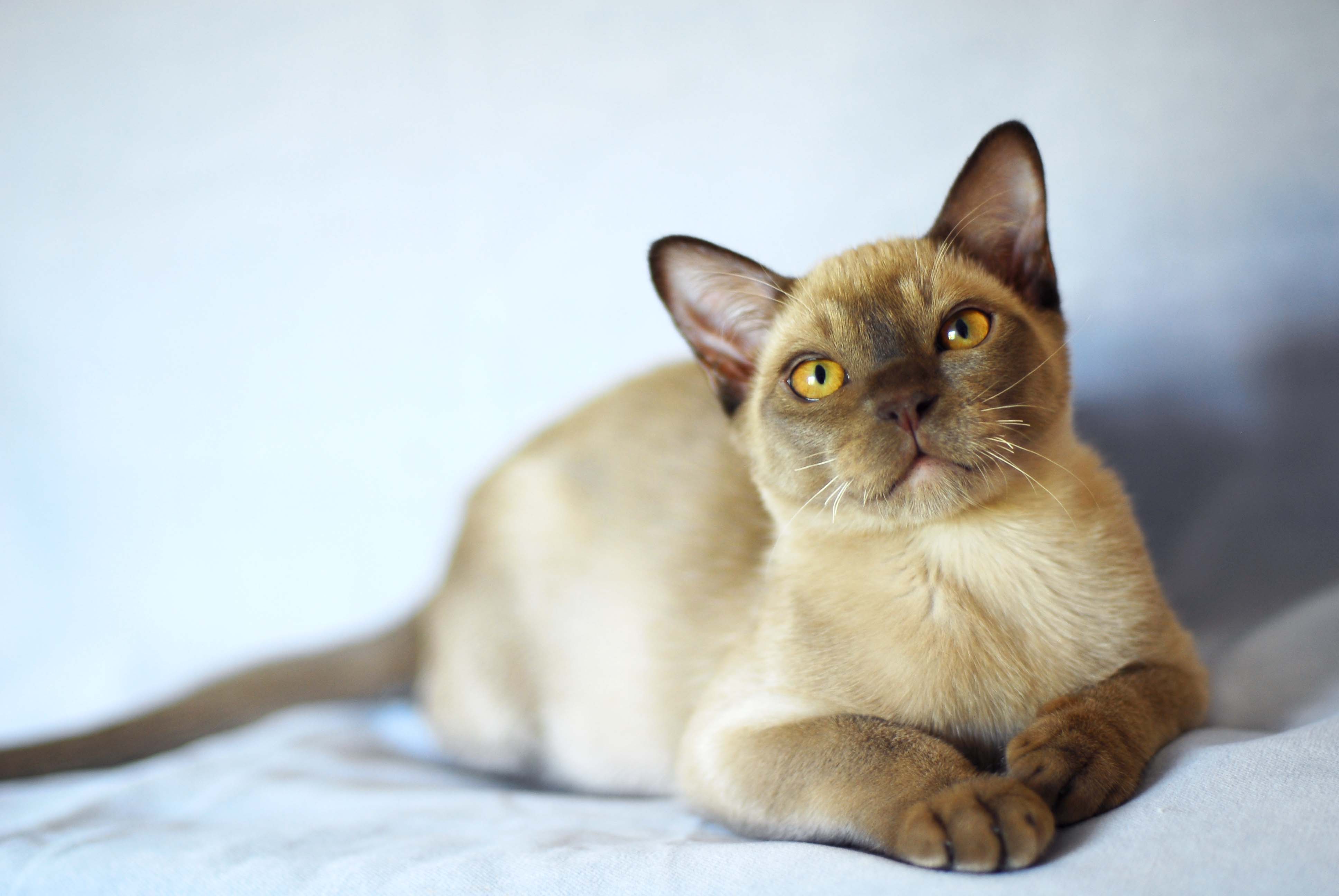 Бурманская кошка - фото и описание (характер, уход и кормление)