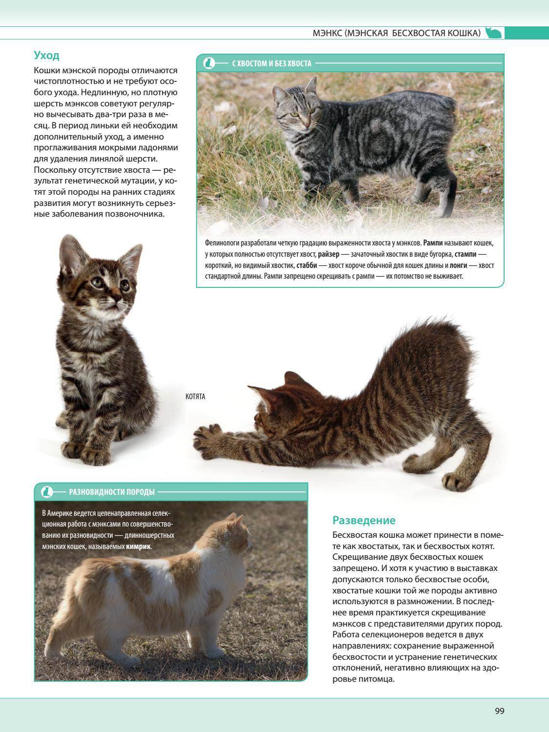 Яванская кошка (яванез): описание породы, характер, советы по содержанию и уходу, фото