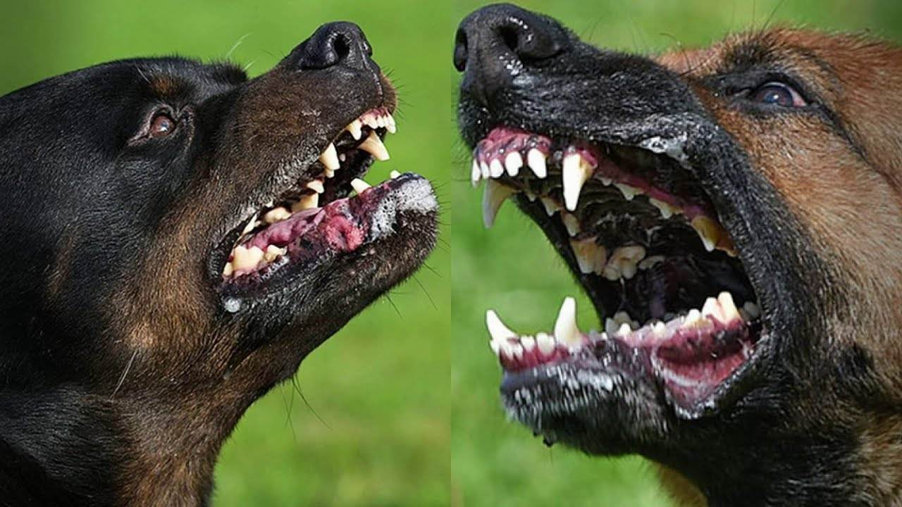 Сила укуса собак разных пород таблица. у какой собаки самые сильные челюсти? самые сильные челюсти у собак. топ пород
