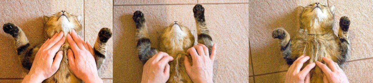 Как сделать массаж кошке при запоре самостоятельно