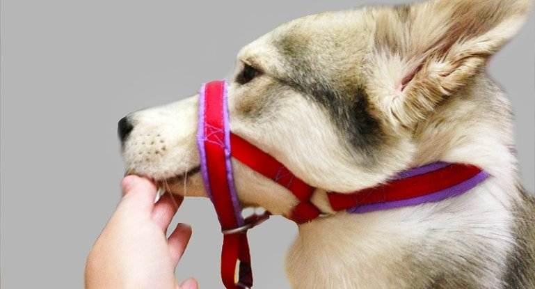 Недоуздок для собак: что это такое и как сделать своими руками