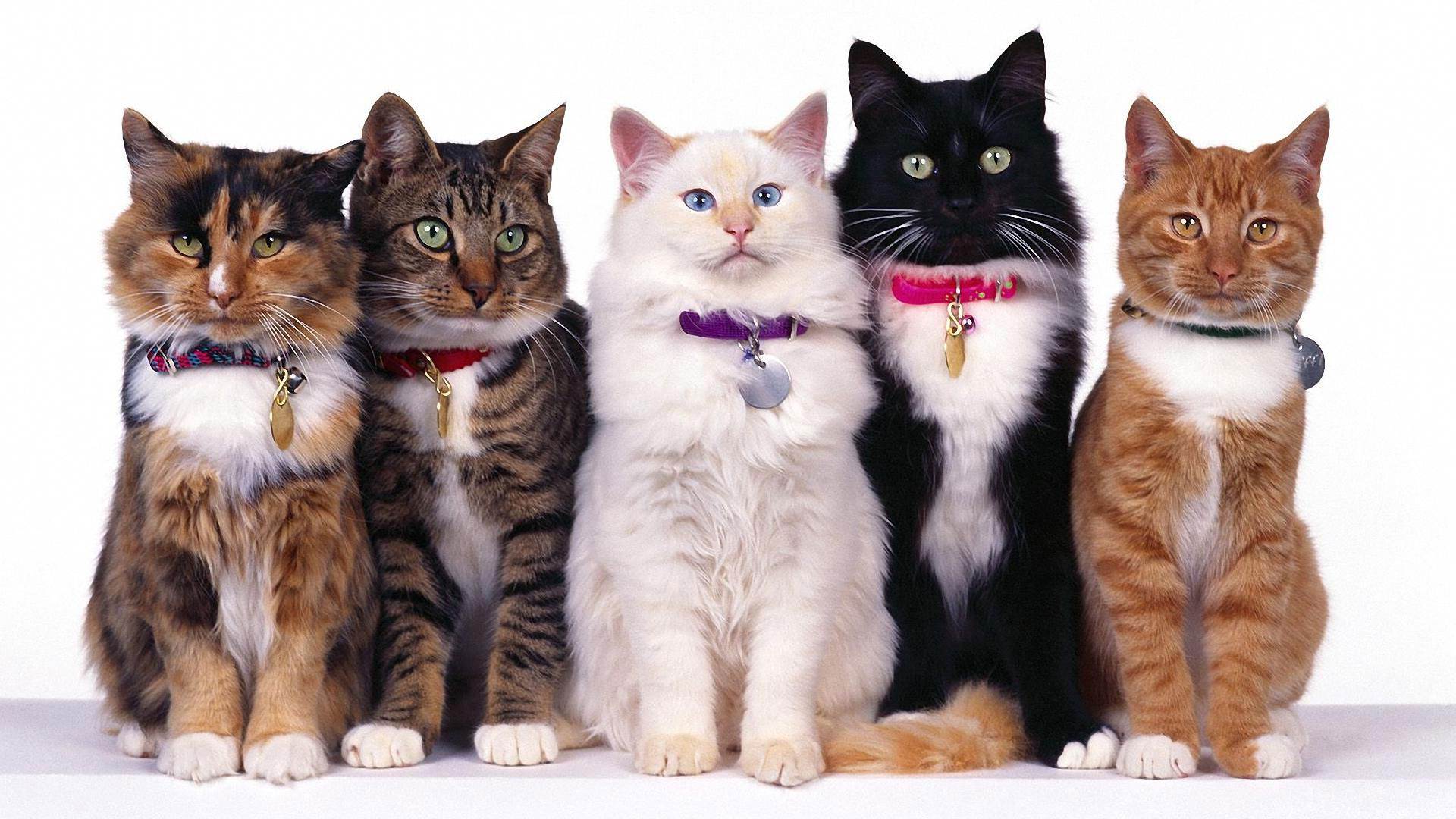 Домашние кошки. породы кошек короткошерстные полудлинношерстные длинношерстные. — презентация