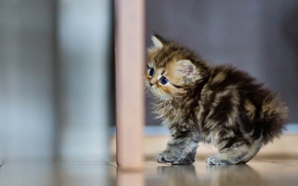 Самые милые кошки в мире: породы с фото