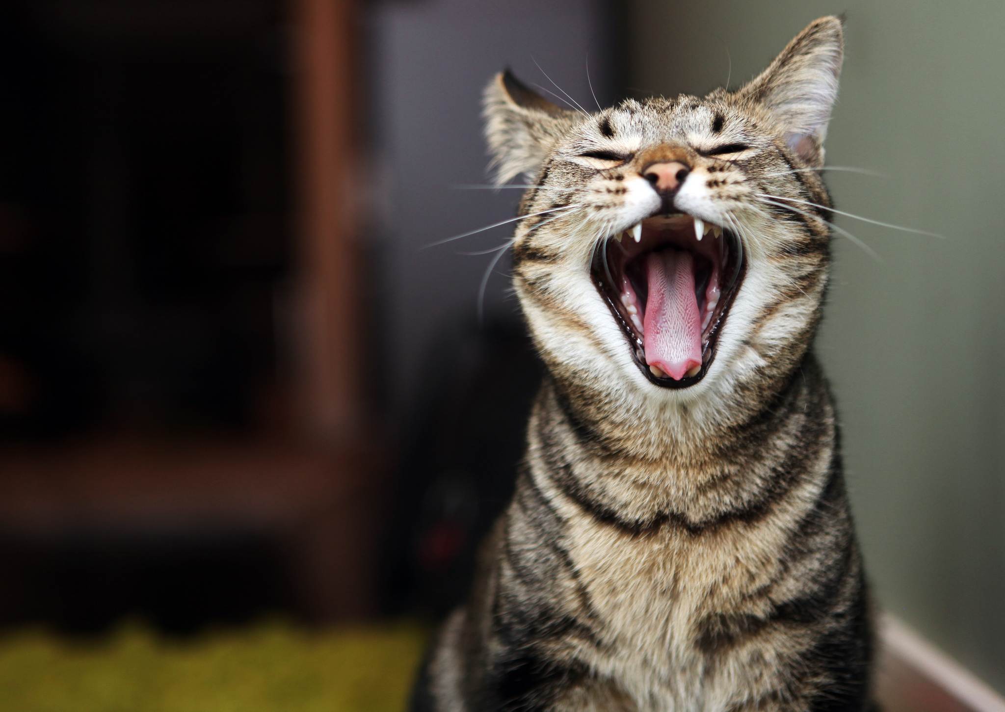 Звуки для кошек: реакция, слушать | приятные, успокаивающие