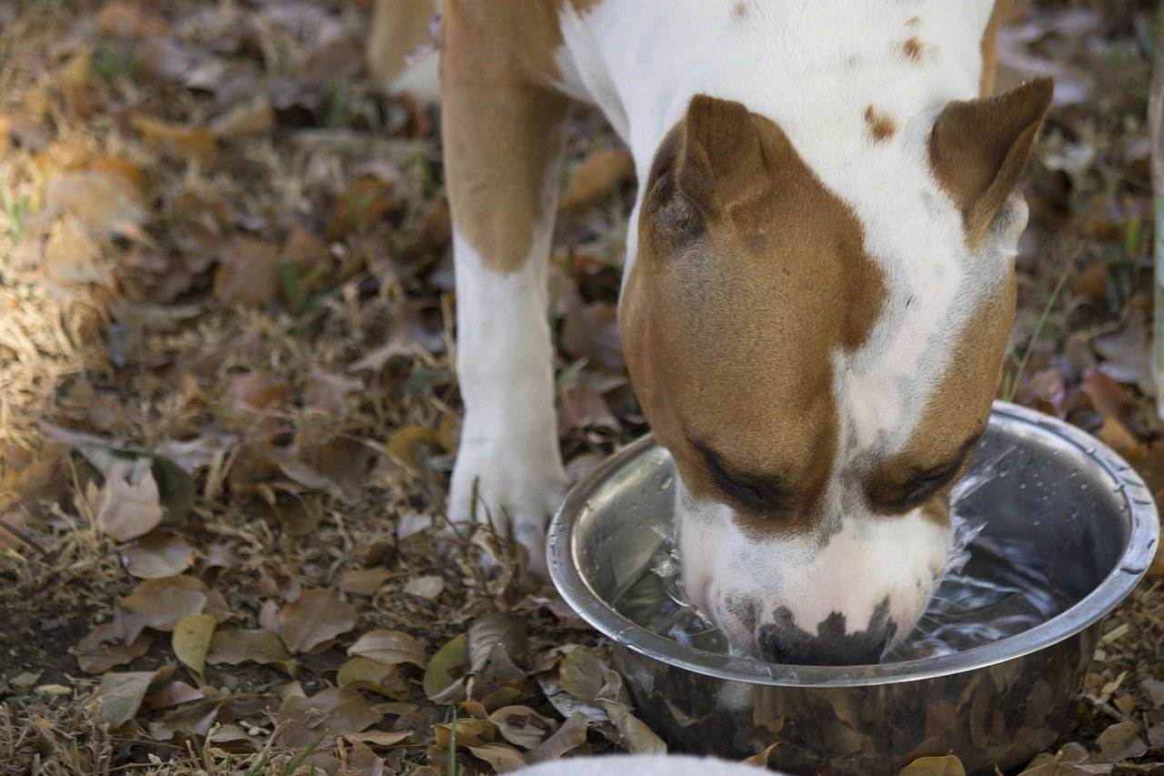Собака пьет много воды: причины сильной жажды, что делать