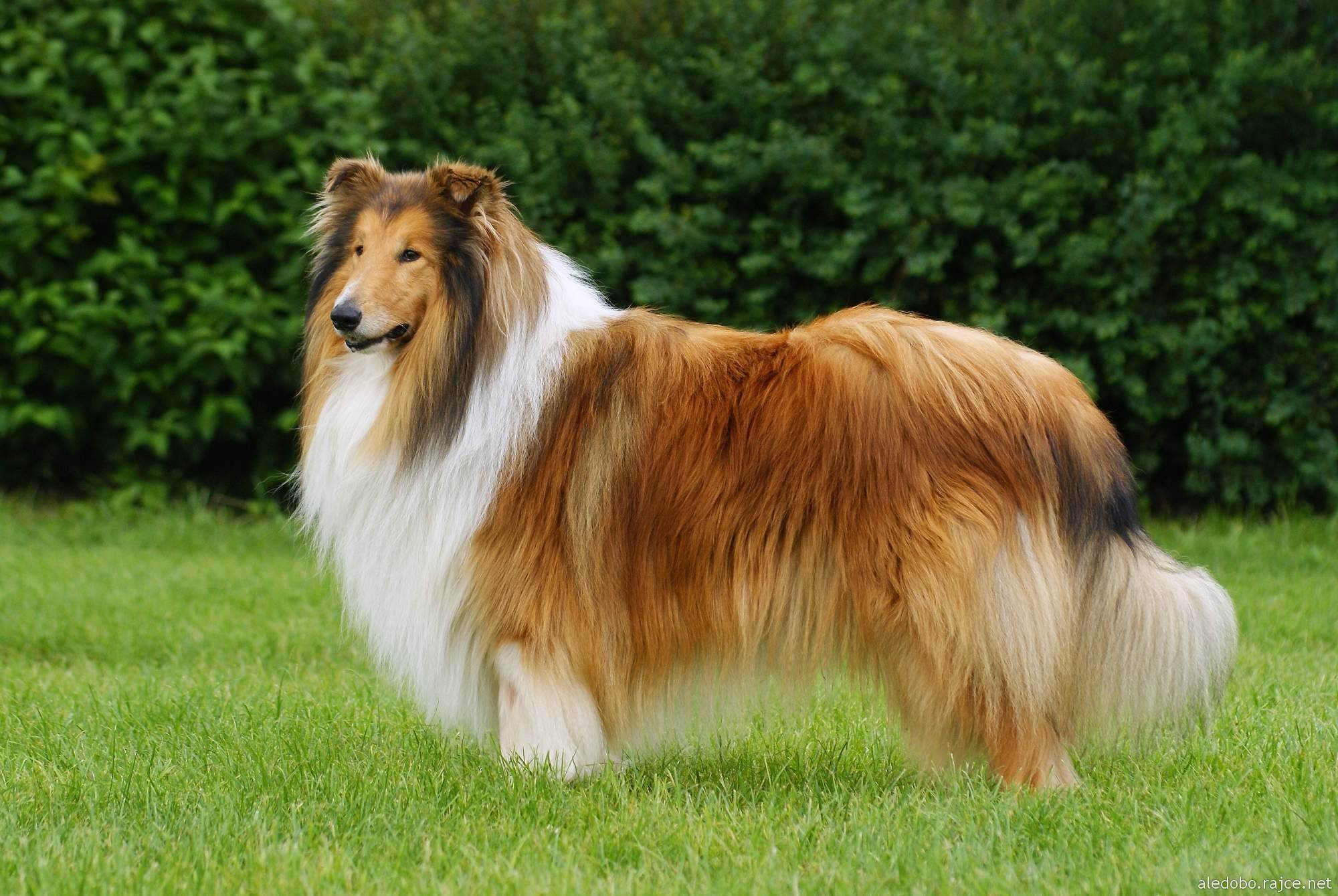 Большие и маленькие длинношёрстные собаки: список пород и особенности ухода