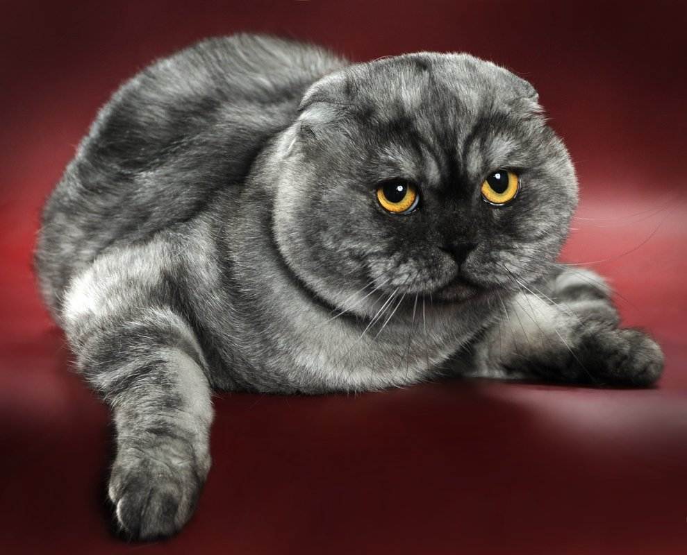 Вислоухая кошка скоттиш фолд: характер, особенности, описание породы, окрас, фото, отзывы владельцев