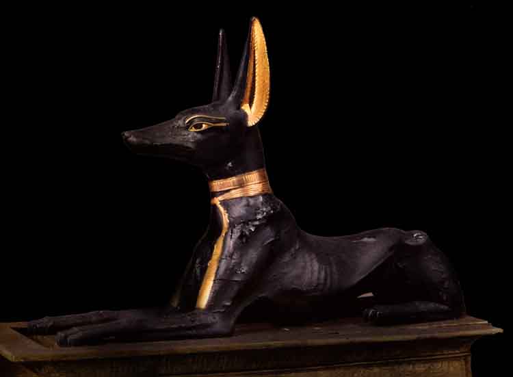 Фараонова собака - характер, уход, дрессировка и болезни породы