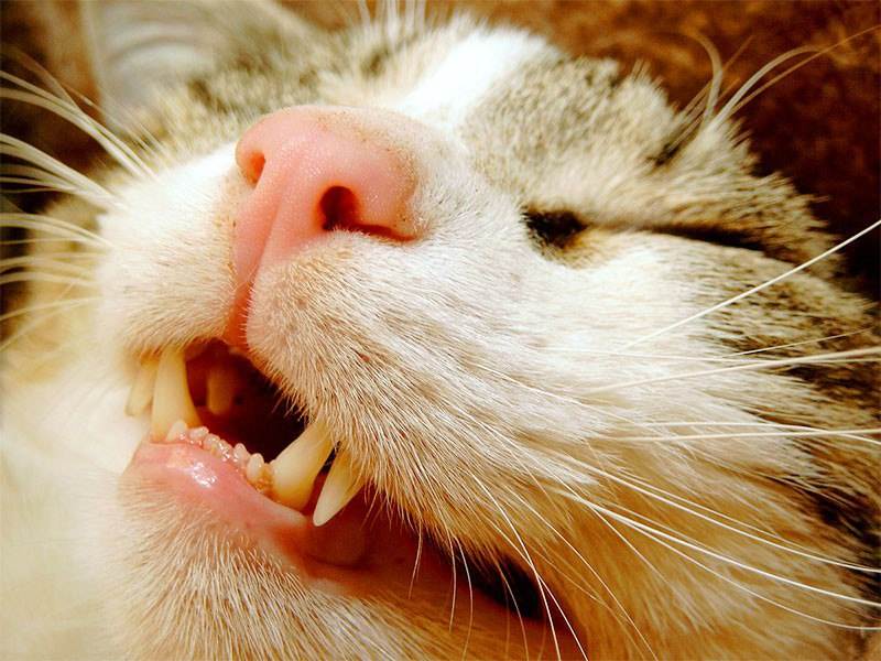 Стоматит у кошек: симптомы на фото и лечение болезниветлечебница рос-вет