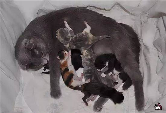 Интервал между котятами во время родов у кошек