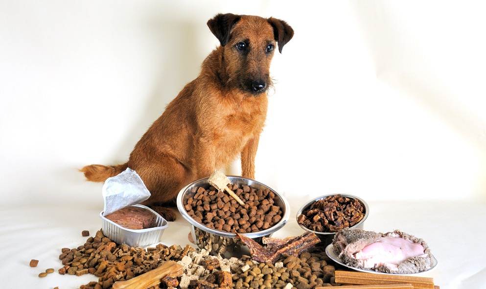 Какой выбрать корм для кормящих собак