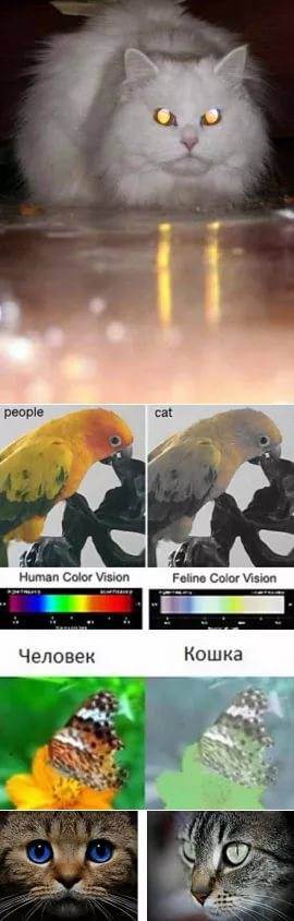Как видят кошки: какие цвета различают, как видят мир и человека, зрение в темноте