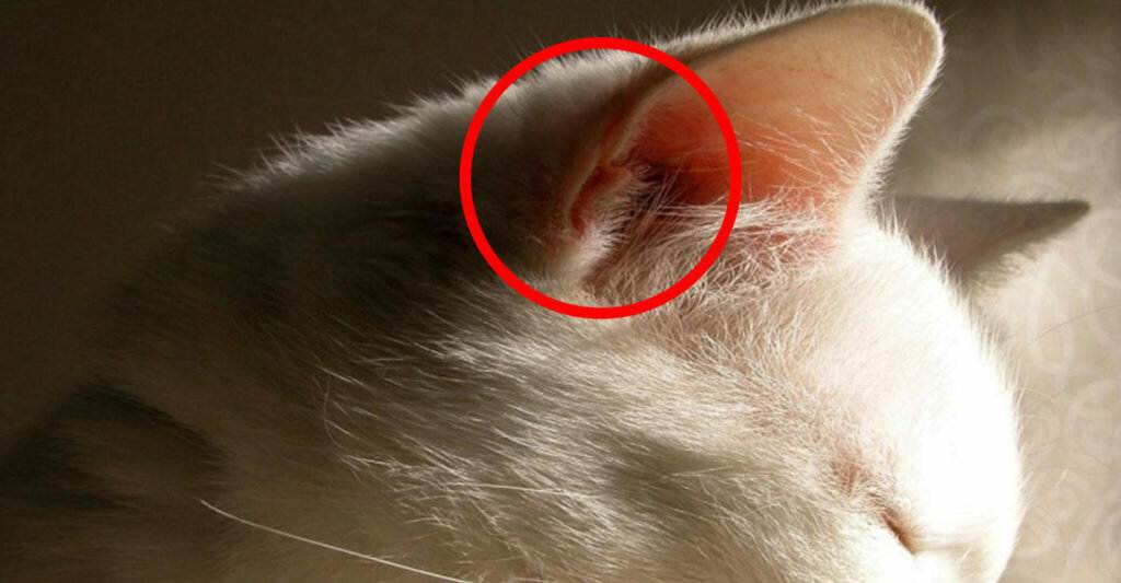 Почему у кошки или кота горячие уши, чем это опасно, как помочь котенку и взрослому животному