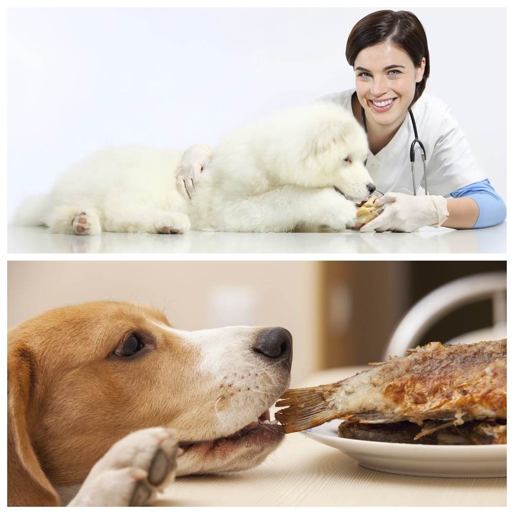 Ожирение у собак: симптомы, лечение, диета и специальные корма