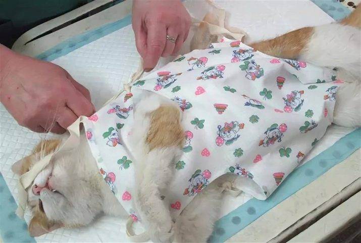 Как ведет себя кошка и кот после стерилизации кастрации