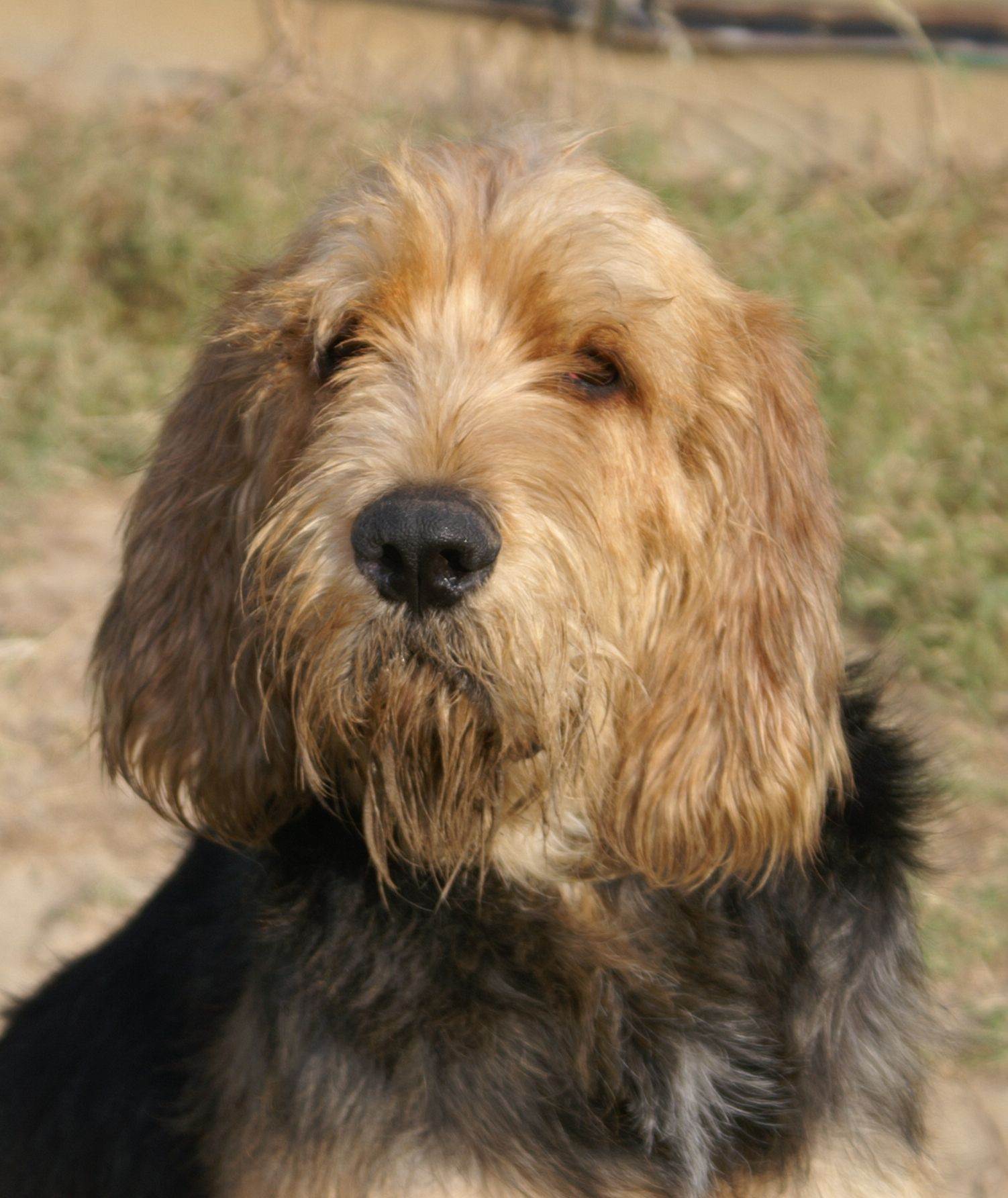 Оттерхаунд (выдровая гончая) — описание породы собак