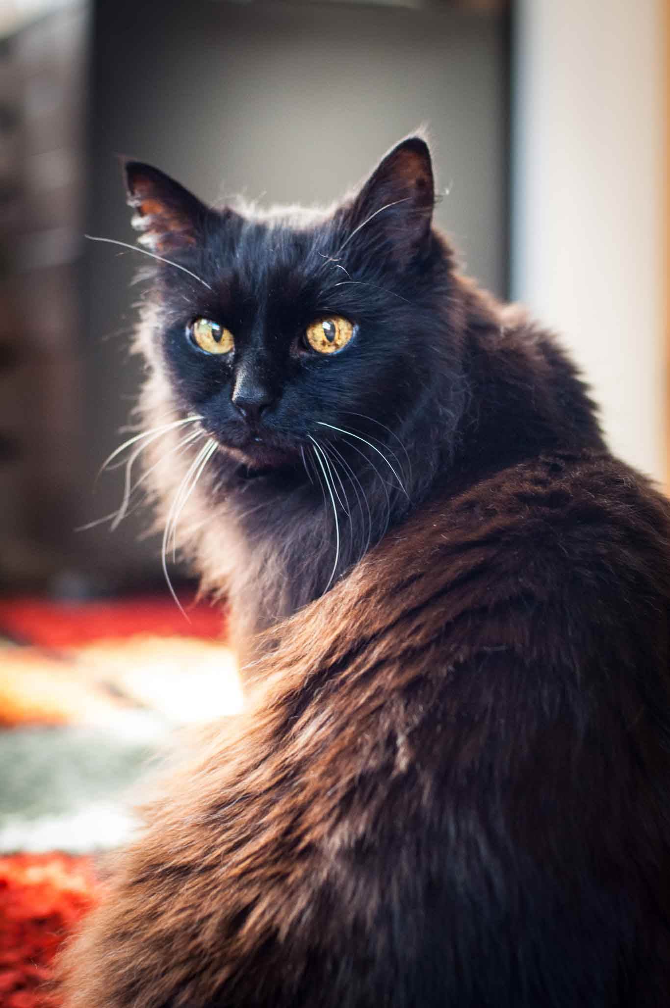 Шантильи тиффани: описание породы, фото кошки, цена