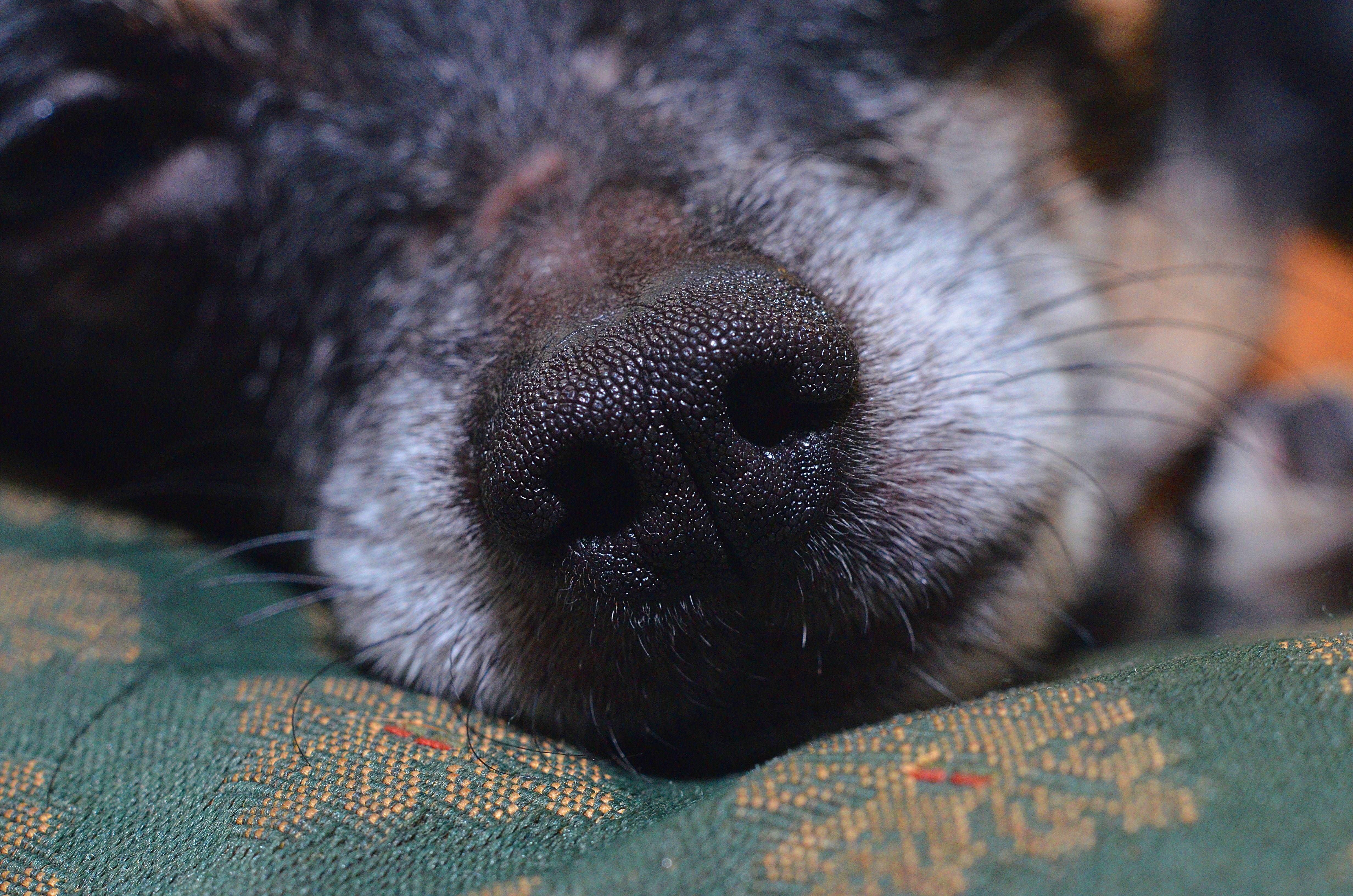 Сухой нос у собаки: что значит и опасно ли это? ответы на petstory