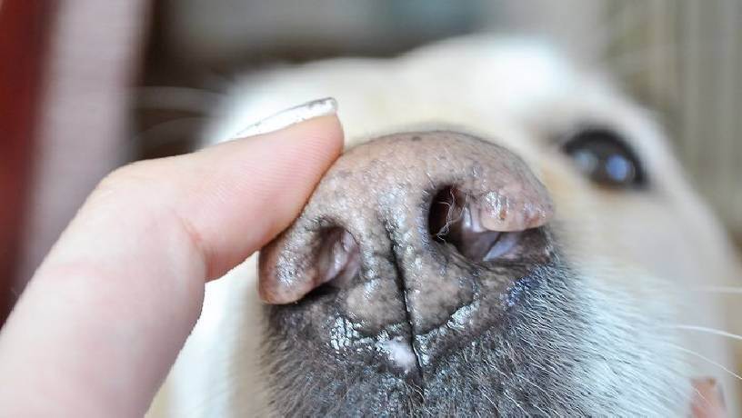 Простуда у собак: учащенное дыхание, собака часто дышит с открытым ртом и трясется, насморк, сопли - kotiko.ru