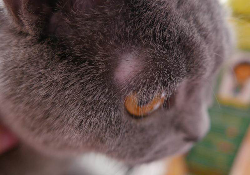 У кошки грязные уши внутри: что это, болезнь или недостаточная гигиена?