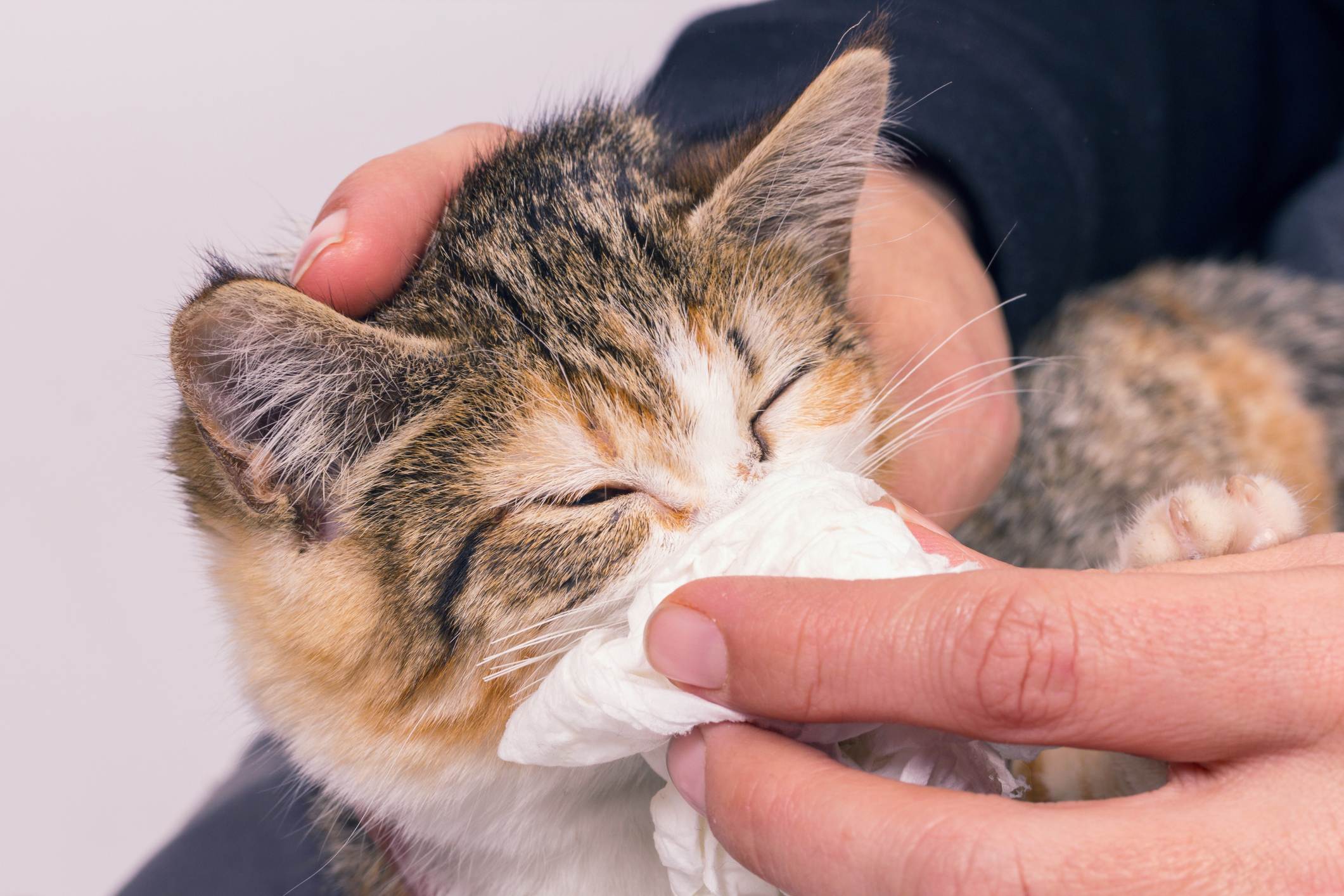 Кот чихает: причины, что делать в домашних условиях
