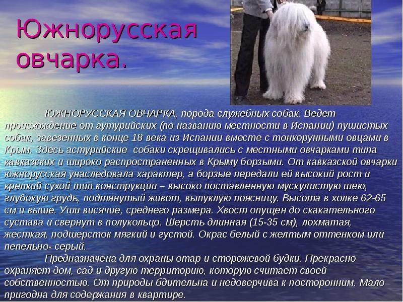 Южнорусская овчарка (юро): описание породы собак с фото и видео