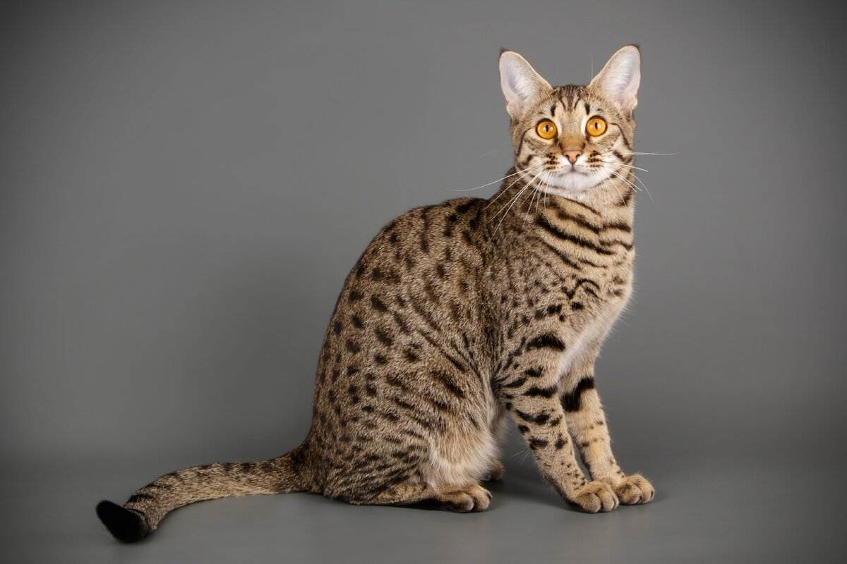 Самые дорогие породы кошек в мире: описание, фото, цены